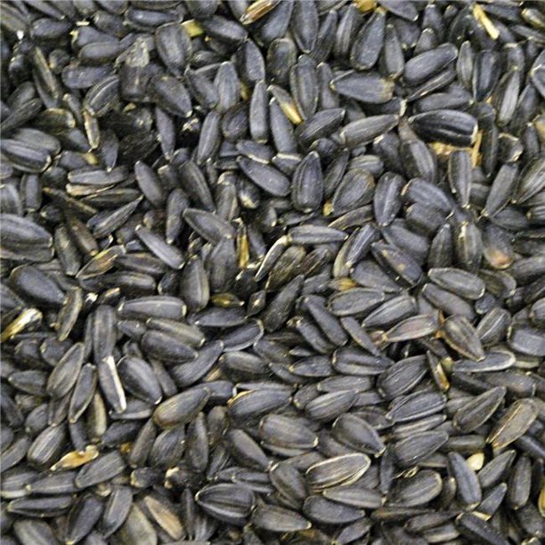 50 lbs Black Oil Sunflower for Wild Bird Feed