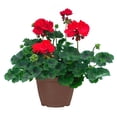 thumbnail image 1 of Expert Gardener - 10in Planter Geranium Red, Live Plant in 10inch Pot (Single Item), 1 of 1