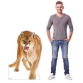 thumbnail image 4 of Cardboard People Cougar Life Size Cardboard Cutout Standup - Made in USA, 4 of 5