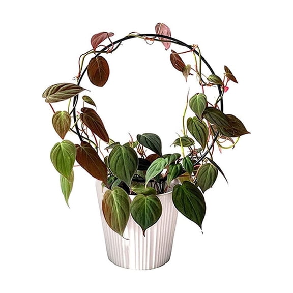 HOOWIFFY Tomato Cages Plant Support Simple Structure Design 1Pack