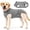 Gray, variant on Amztom Dog Recovery Suit, Breathable Cotton Post-Surgery Onesie with Double-Layer Abdominal Protection, Adjustable Elastic Waist, Back Snaps, Gray, M