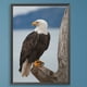 thumbnail image 1 of Cuadros Decorativos Kit de pintura por números DIY águila mano aceite arte imagen artesanía hogar pared decoración Wdftyju embutido en tela, 1 of 8