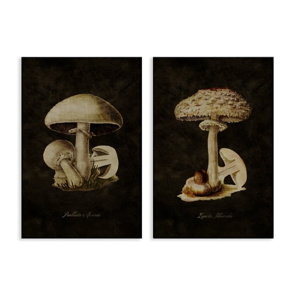 Stupell Industries Vintage Mushrooms on Black Plants & Flowers Painting Wrapped Canvas Art Print Wall Art, 16 x 24, Set of 2