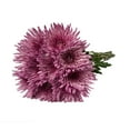 thumbnail image 5 of Pink Spider Mums - Farm Direct Fresh Cut Flowers - 50 Stems, 5 of 9