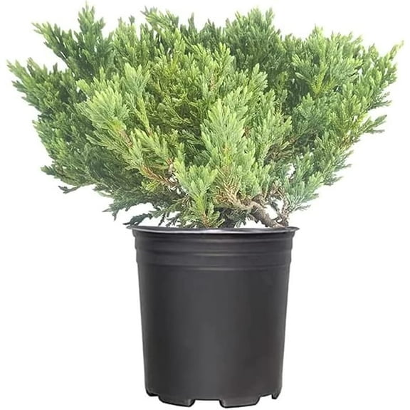 Prince of Wales Juniper | 1 Large Gallon Size Plant | Juniperus Horizontalis | Low Maintenance Groundcover, Evergreen Shrub for Landscaping, Drought Tolerant Plant, Spreading Juniper for Borders