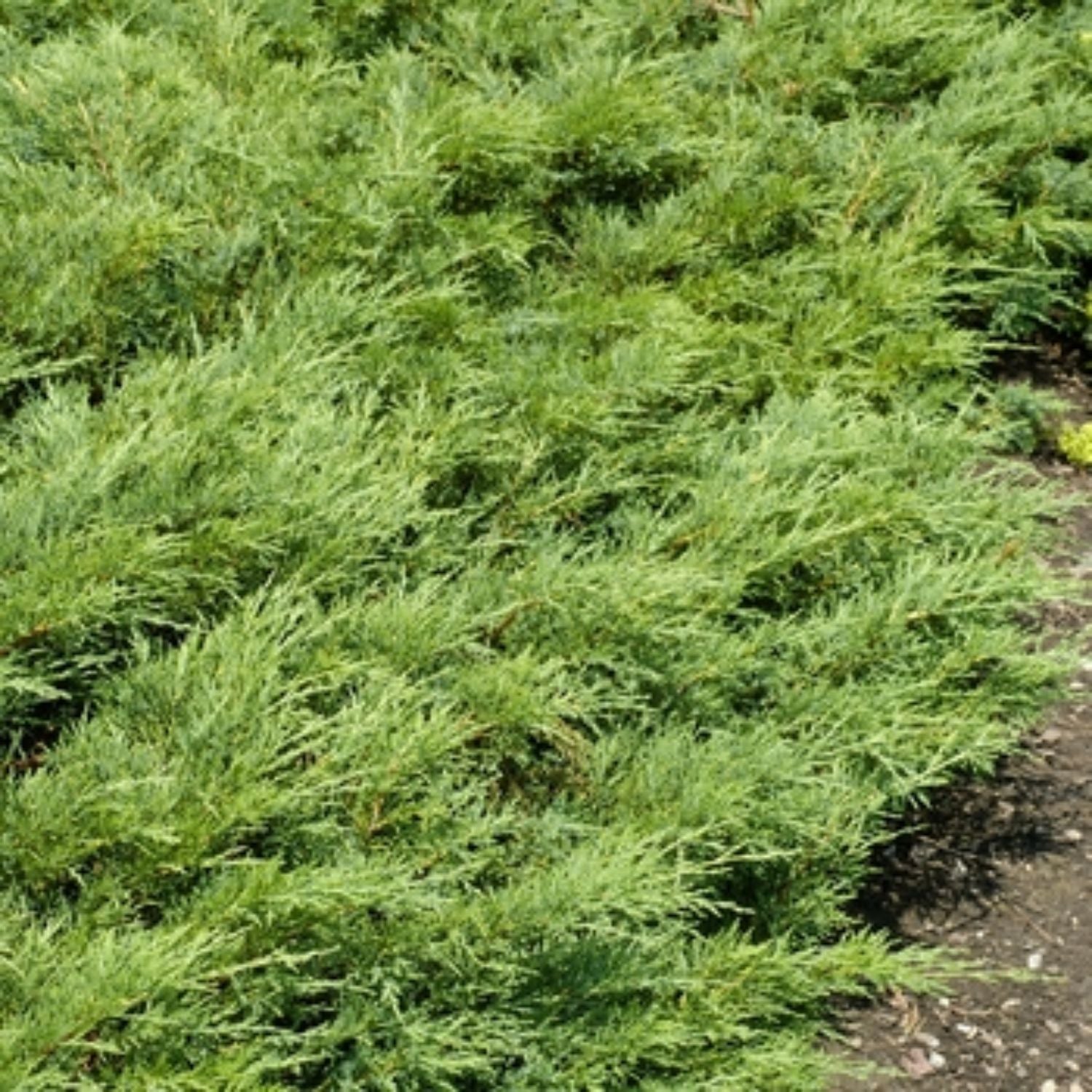 Expert Gardener Fuzzy Wuzzy Juniper Live Tree, 3-4 ft Tall, 7 gal Grower Pot