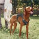 thumbnail image 4 of Arnés Para Perros Arnés De Entrenamiento Para Perros Ajustable Chaleco Acolchado Transpirable Para Mascotas Arnés Para Perros De Servicio Con Sistema Molle Rayas Reflectantes Arnés Para El Pecho Para seitruly PT001493-01, 4 of 7
