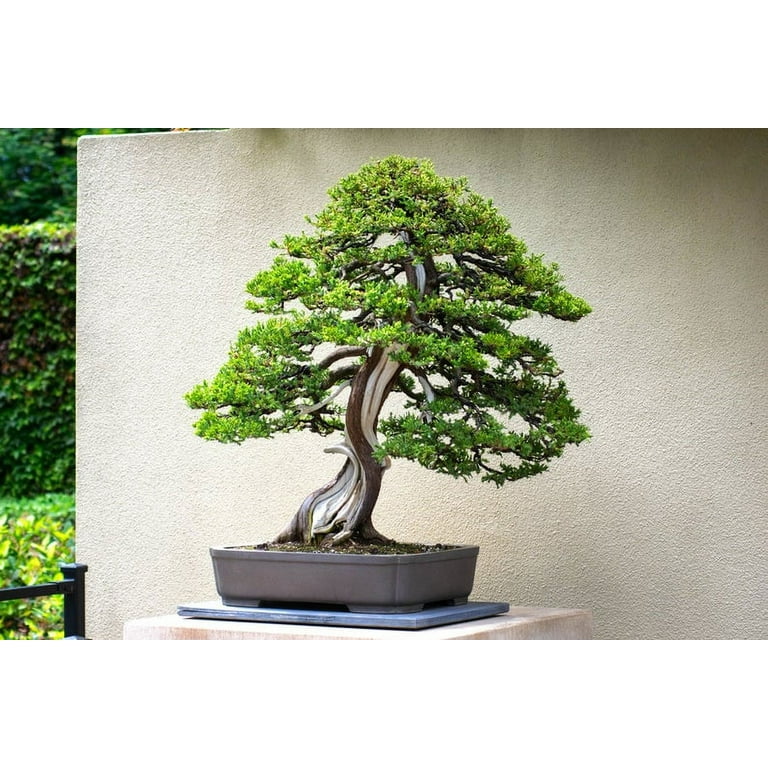 kunstpflanze bambus wetterfest Künstlicher Bambusbaum 120 cm