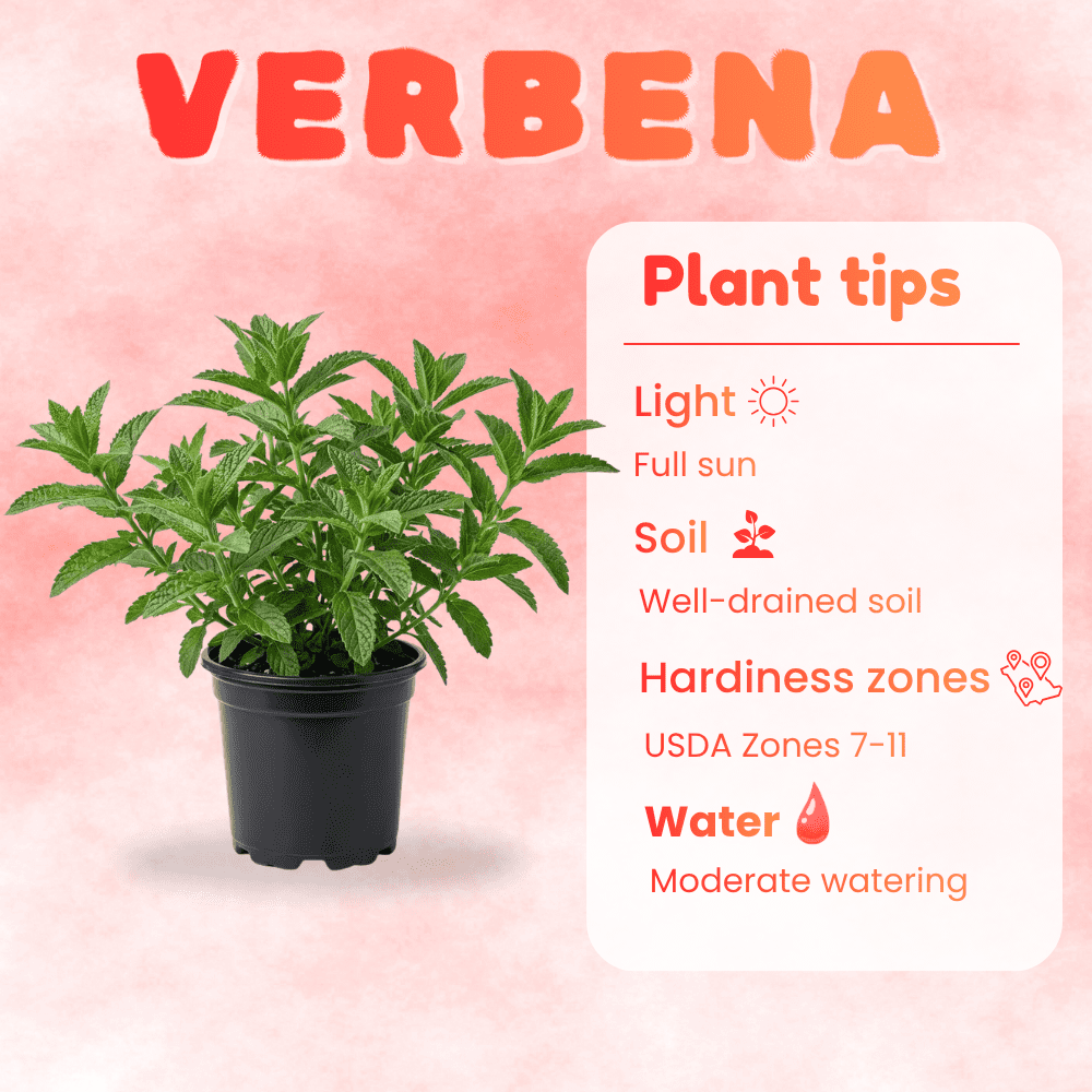 Set of 2 Mix Verbena Plants Live, 4-6 Inches Tall in 4 Inch Pots, Verbena Flower Plants, Vibrant Color Red and White Blooms for Indoor Outdoor Growing