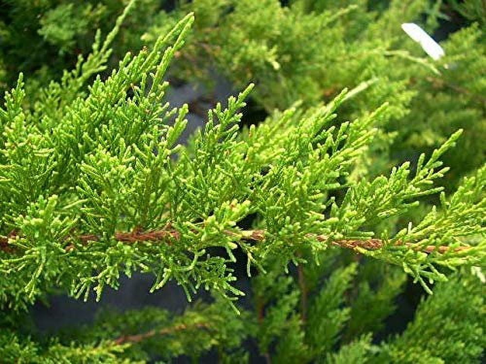 Sea Green Juniper - 20 Live Plants - Juniperus Chinensis - Hardy Evergreen Privacy Screen