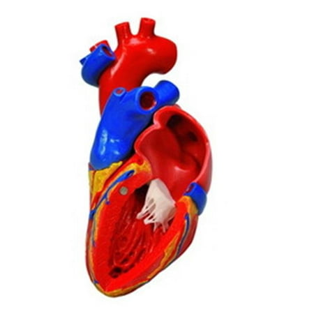 Fabrication Enterprises 12-4568 Anatomical Model Heart with Bypass,