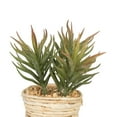 thumbnail image 2 of Vickerman FO197501 Assortiment de Succulentes en Pot 5 Po. Cactus, 2 of 5