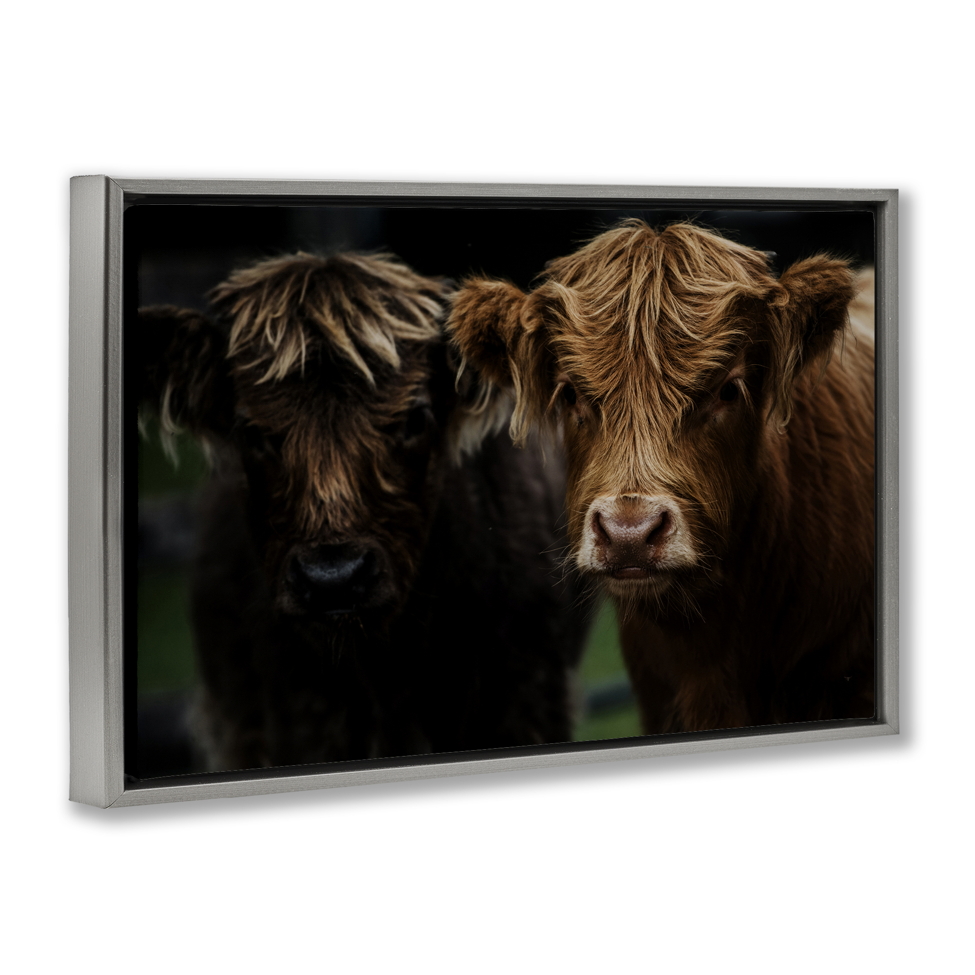 Cow Faces Highland Pair Gray Framed Floater Canvas Wall Art, design by Amy Carroll