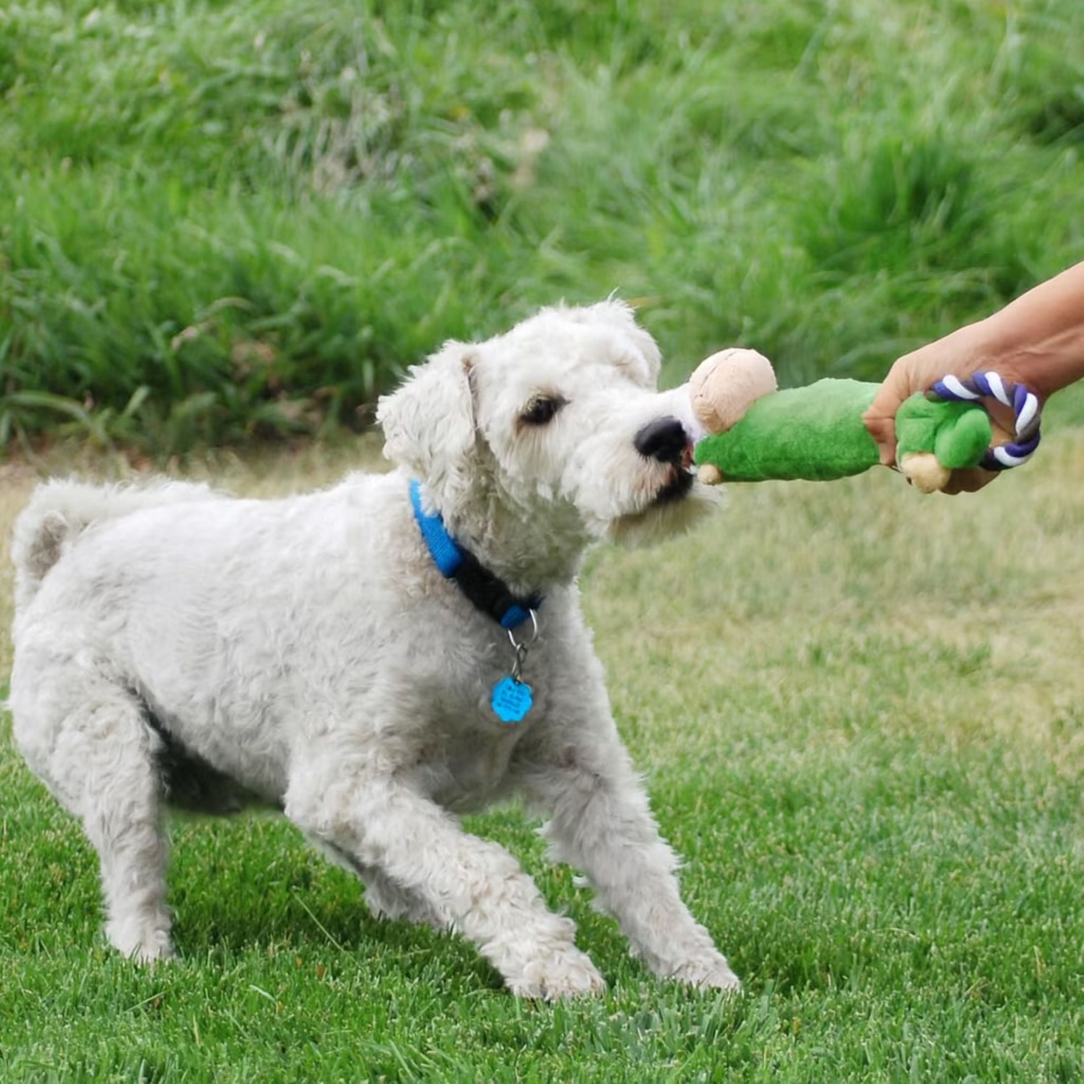 KONG® Tugger Knots Interactive Tug and Shake Dog Toy, Frog, Medium/Large