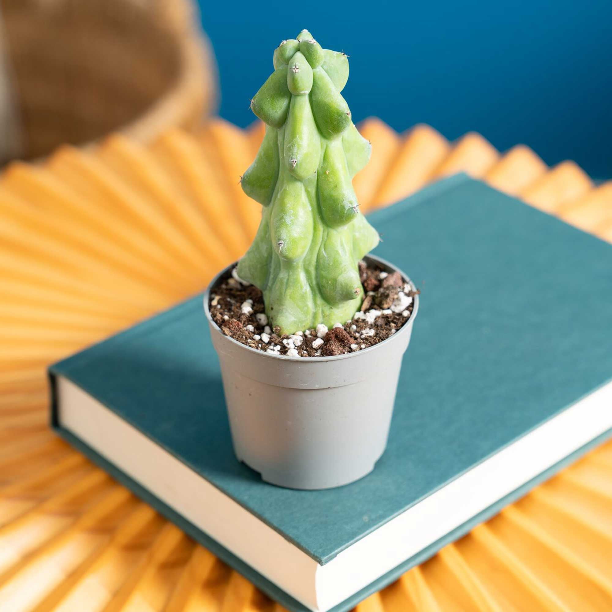 Costa Farms 5" Tall Fukuro Cactus Live House Plants in 2" Grower Pot