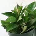 thumbnail image 2 of 4 in. Hoya Black Margin Plant in Grower Container (3-Pack), 2 of 9
