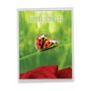 1 Jumbo Funny Valentine's Day Greeting Card (8.5 x 11 Inch) - Ladybug Love J3516VDG