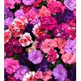 Double Petunia Flowers (300 Seeds) NonGMO Heirloom Fresh Flowers