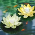 thumbnail image 4 of Floating Lights LED Flowers Pool Lights Battery Operated Night Light For Pond Garden Swimming Wedding Decor, 4 of 9