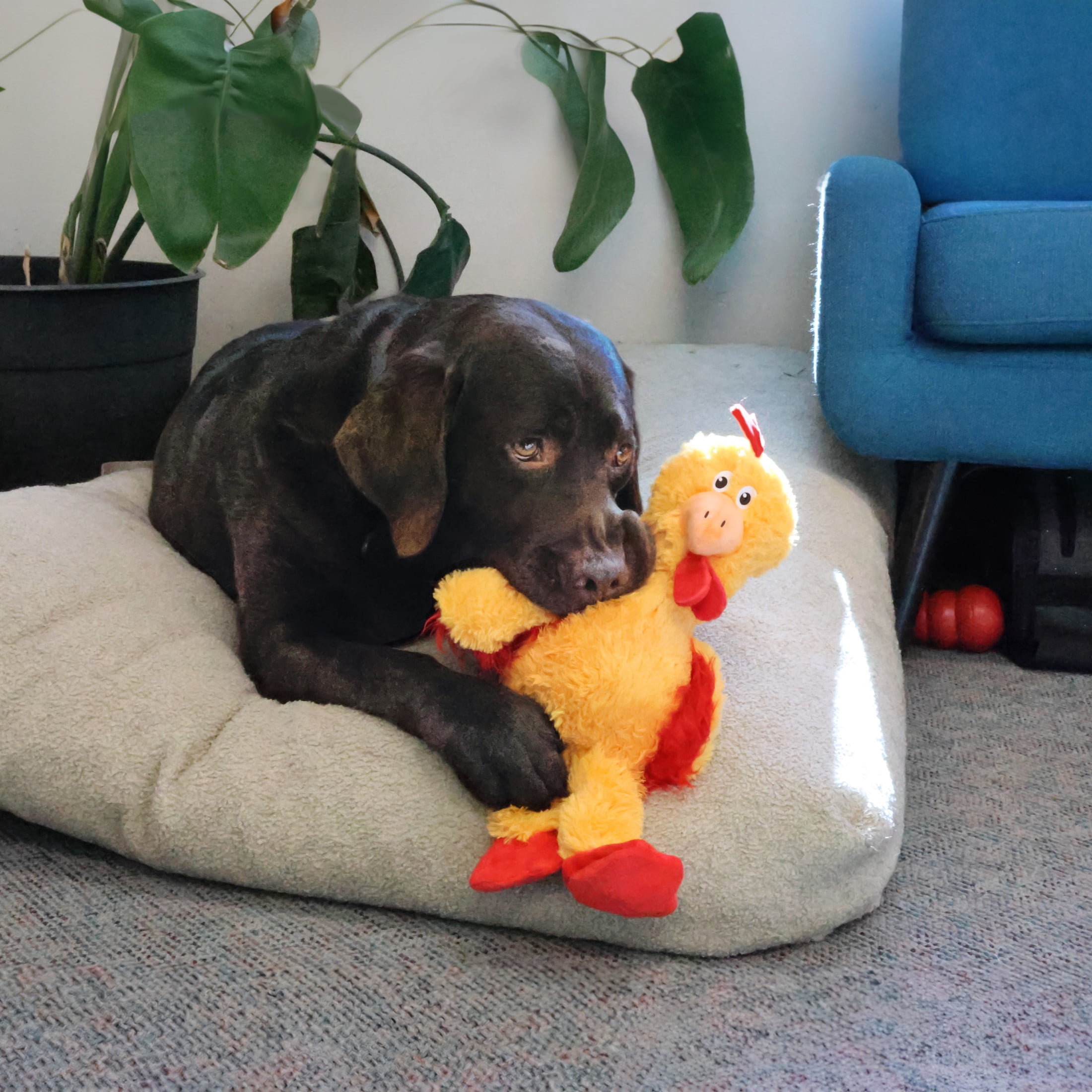 KONG® Knots Squeaker Dog Toy, Chicken, Small