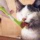 thumbnail image 3 of Cuchara Para Comida Enlatada Para Gatos Cuchara Para Comida Húmeda Para Perros Mezclador Para Comida Para Mascotas Cuchara Con Mango Largo Para Gatos Tapa Para Abrir Latas Cuchara Para Comida Enlata, 3 of 6
