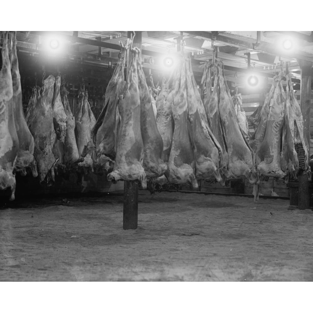 Abattoir with Bodies of Beef Hanging in Freezer Poster Print (18 x 24 ...