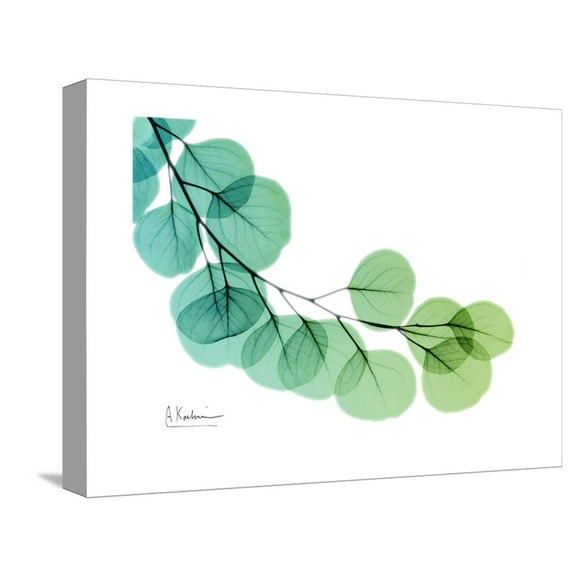 Art.com Eucalyptus Green Blue Stretched Canvas Print Wall Art by Albert Koetsier, 16" x 12"