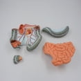 thumbnail image 3 of Milue Anatomical Large Intestine and Cecum Model for Diseases Study, 3 of 15