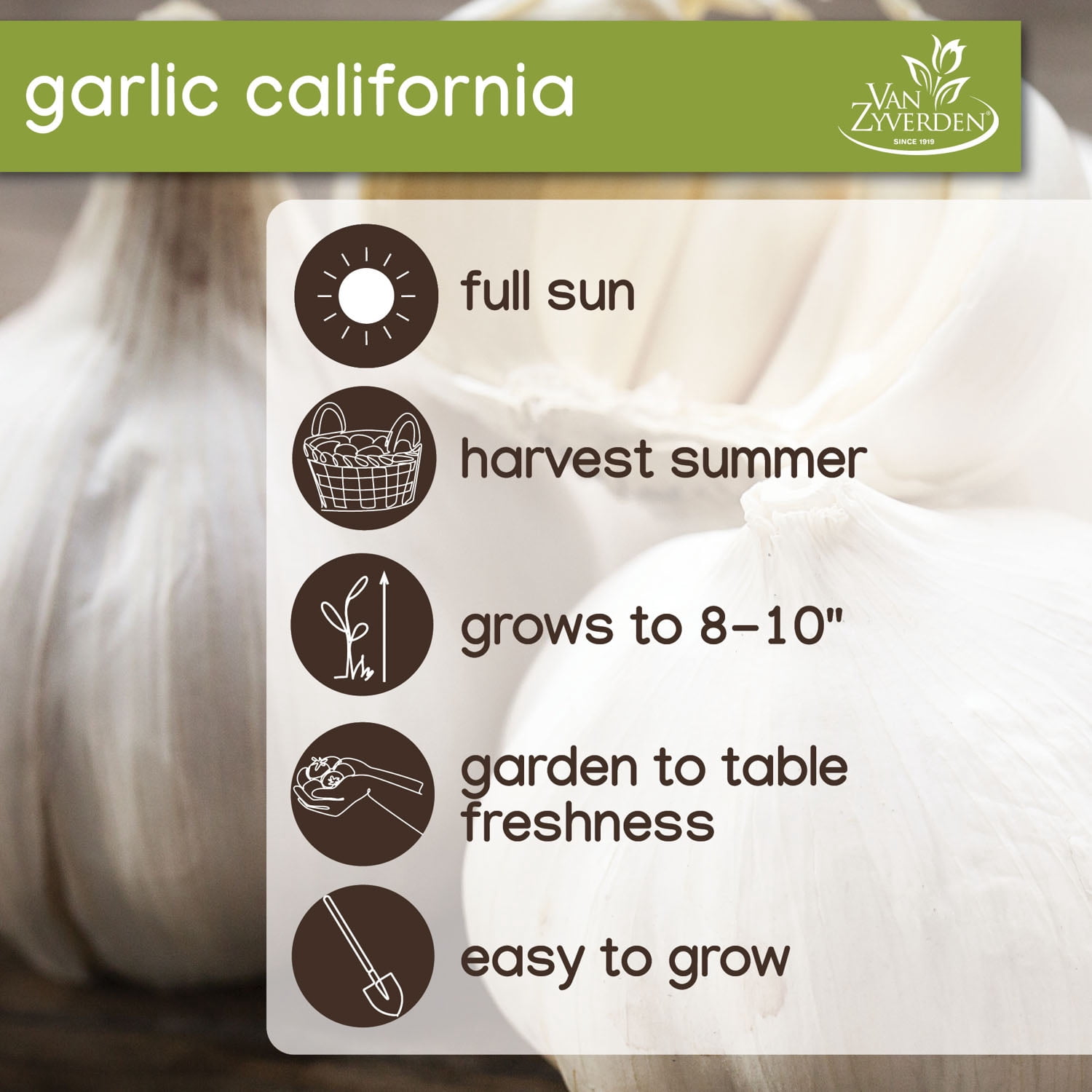 Expert Gardener Set of 3 Dormant Garlic Bulbs for Full Sun Exposure, White Annual