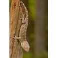 thumbnail image 2 of Illg, Cathy and Gordon 13x18 Black Ornate Wood Framed with Double Matting Museum Art Print Titled - USA, North Carolina Tokay gecko on a tree stump, 2 of 4