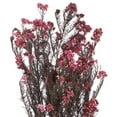 thumbnail image 2 of Vickerman 16" Wild Berry Rice Flower . Comes in a 4.25 oz Bundle. Preserved, 2 of 4