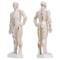 thumbnail image 1 of Modelo de Puntos Meridian, Modelo de Acupuntura de Cuerpo Humano de 10.2 Pulgadas Fáciles de Leer para la Enseñanza de Medicina China para Masajes, 1 of 7