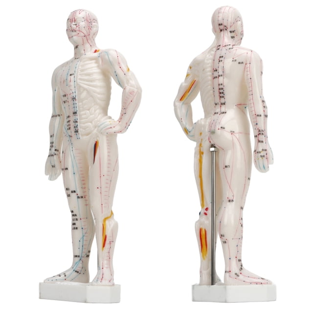 Modelo de Puntos Meridian, Modelo de Acupuntura de Cuerpo Humano de 10.2 Pulgadas Fáciles de Leer para la Enseñanza de Medicina China para Masajes