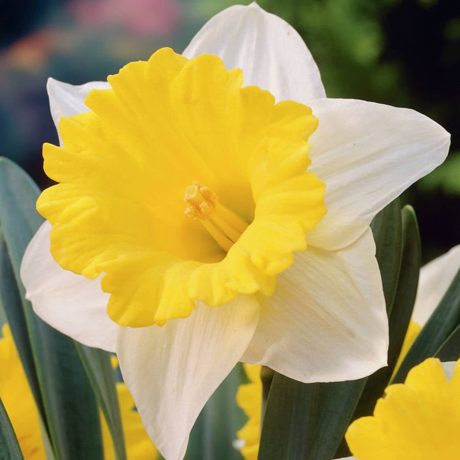 Van Zyverden Daffodils, Goblet, Set of 12 Bulbs Multi-Color Part Sun