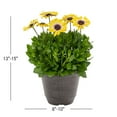thumbnail image 4 of Better Homes & Gardens 3QT Yellow Blue Eye Osteospermum Live Annual Plant Decorative Pot Sun 2-Pack, 4 of 7
