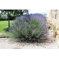thumbnail image 2 of 150 Portuguese SPIKE LAVENDER Lavandula Latifolia syn. Spica Broadleaved Fragrant Blue Purple Flower Herb Seeds, 2 of 10