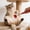 Red, variant on Cats Toys Retractable Cats Wand Toy Long Handle Interactive Teaser With Scratch And Massage For Active Play Requires Human Interaction Boredom Relief Cats Stick