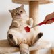thumbnail image 1 of Juguete De Plástico Para Gatos Juguete retráctil rojo para gatos con mango largo, interactivo para rascar y masajear, juego activo y alivio del aburrimiento (1 unidad). JASKFLY, 1 of 8