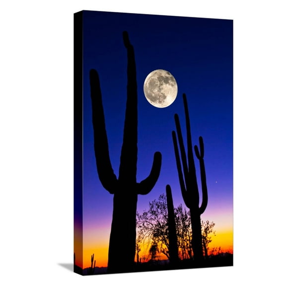 Art.com Moon over Saguaro Cactus (Carnegiea Gigantea), Tucson, Pima County, Arizona, USA Stretched Canvas Print Wall Art, 12" x 18"