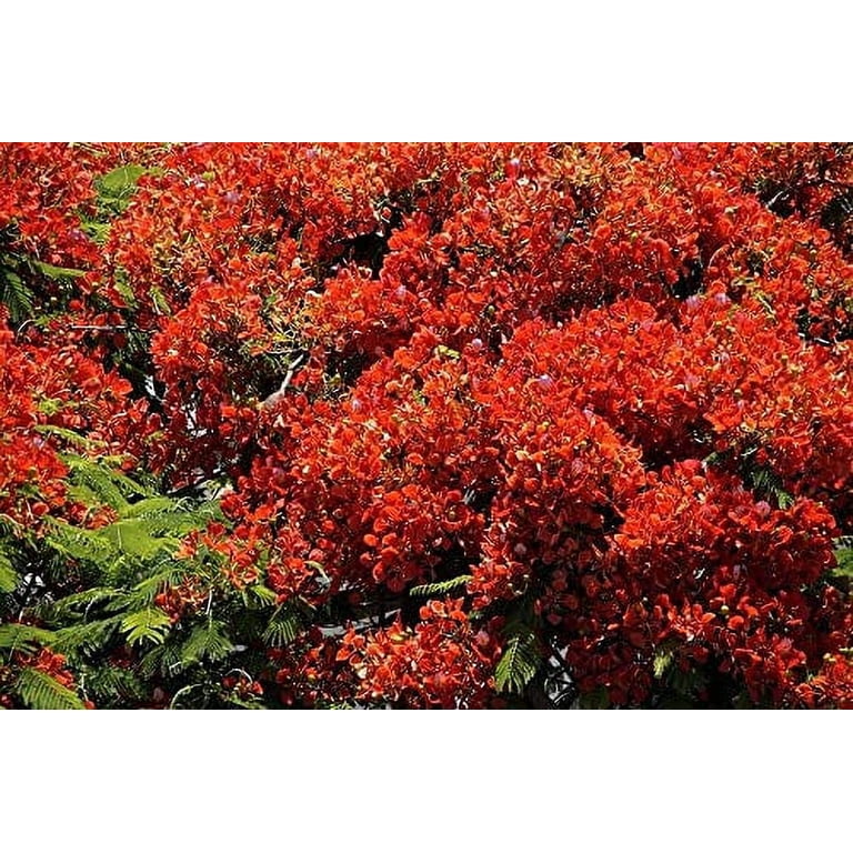Jocadew, Royal Poinciana Tree Seeds, 10 Seeds, Vibrant Red Flowers