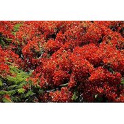 Jocadew 10 Royal Poinciana Tree Delonix Regia Plant Seeds