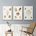 thumbnail image 5 of Pastel Knorr Shells IV - Framed Premium Gallery Wrapped Canvas L Frame 3 Piece Set - Ready to Hang, 5 of 9