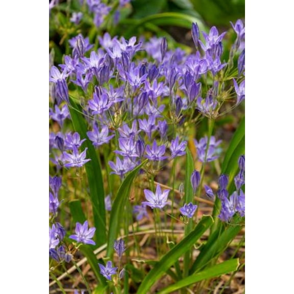 Queen Fabiola Brodiaea - 15 Bulbs 5/6cm - Triteleia - Starflowers