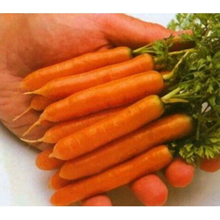 Carrot Little Finger Great Heirloom Vegetable 2,000 Seeds By Seed (Best Place To Get Vegetable Seeds)
