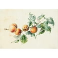 thumbnail image 2 of Willem Hekking 18x14 Gold Ornate Wood Frame and Double Matted Museum Art Print Titled - Apricots on a Branch Signed (1836), 2 of 4