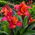 thumbnail image 2 of Canna, Low Maintenance - Ideal for Beds Borders, Plant Pots & Planters, 2 of 6