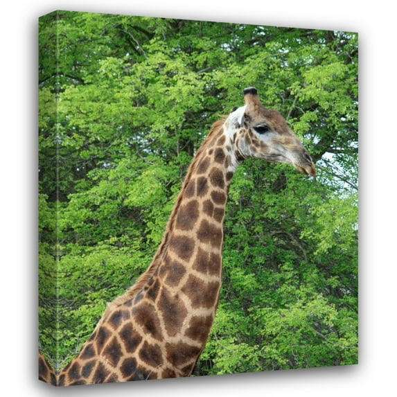Dana Underdahl 36x44 Gallery Wrapped Canvas Wall Art Titled - Giraffe II