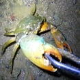 thumbnail image 4 of Reinforced Multi-function Clip Anti-slip Tool Clip Sea Crab Artifact Crab Tongs, 4 of 9