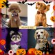 thumbnail image 5 of 4 piezas de decoración de Halloween para mascotas, suministros de Halloween para mascotas, collar de pajarita para perro y gato, decoración de pajarita para Halloween, 5 of 5
