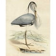 thumbnail image 2 of Unknown 15x18 Black Ornate Wood Framed with Double Matting Museum Art Print Titled - Antique Heron IV, 2 of 4